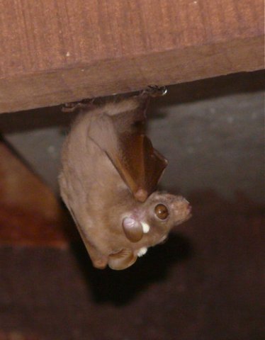 Fruit bat under the eaves. Photo by Mike West. All rights reserved.