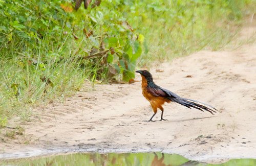 Gabon coucal. Photo by Dave Semler. All rights reserved.