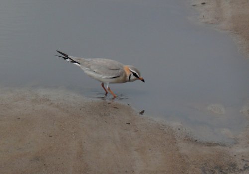 Gray pratincole. Photo by Rick Taylor. Copyright Borderland Tours. All rights reserved.