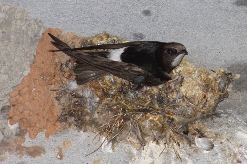 Little swift nesting at lope lodge. Photo by Adam Riley. All rights reserved.