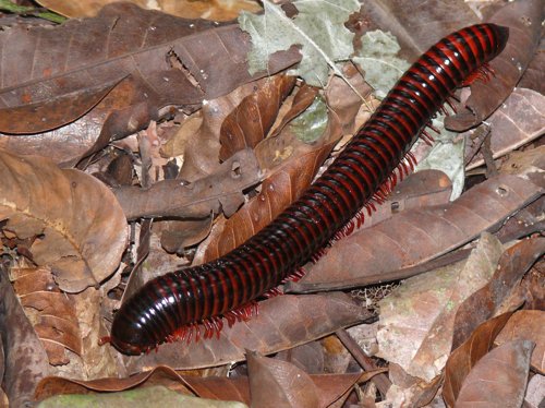 Millipede. Photo by Rick Taylor. Copyright Borderland Tours. All rights reserved.