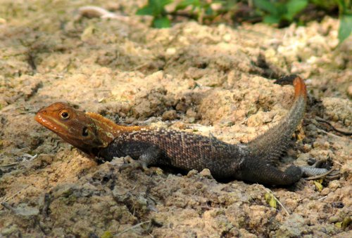 Orange-headed agama. Photo by Rick Taylor. Copyright Borderland Tours. All rights reserved.