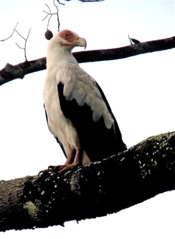 Palm-nut vulture. Photo by Rick Taylor. Copyright Borderland Tours. All rights reserved.