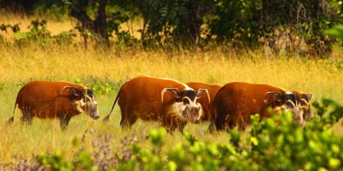 Red river hogs. Photo by Adam Riley. All rights reserved.