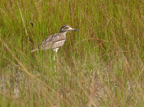 Water thick-knee. Photo by Rick Taylor. Copyright Borderland Tours. All rights reserved. 