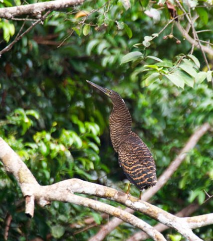 White-crested tiger-heron. Photo by Dave Semler. All rights reserved.