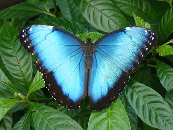 Blue morpho. Photo by James Adams. All rights reserved.
