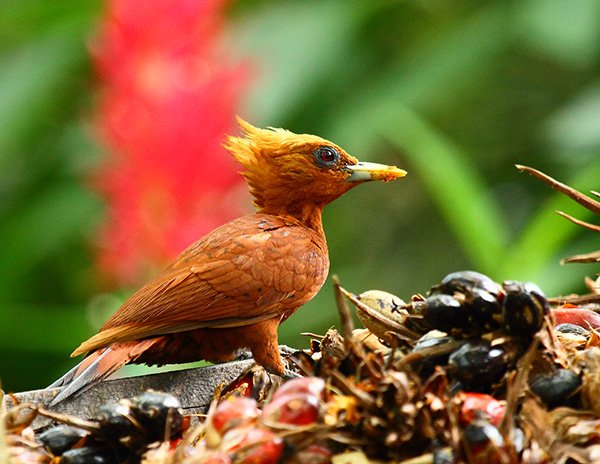 Chestnut colored woodpecker. Photo by James Adams. All rights reserved.