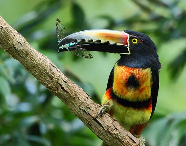 Collared aracari with cicada. Photo by James Adams. All rights reserved.