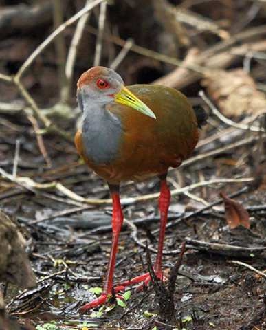 Gray-necked wood rail. Photo by James Adams. All rights reserved.