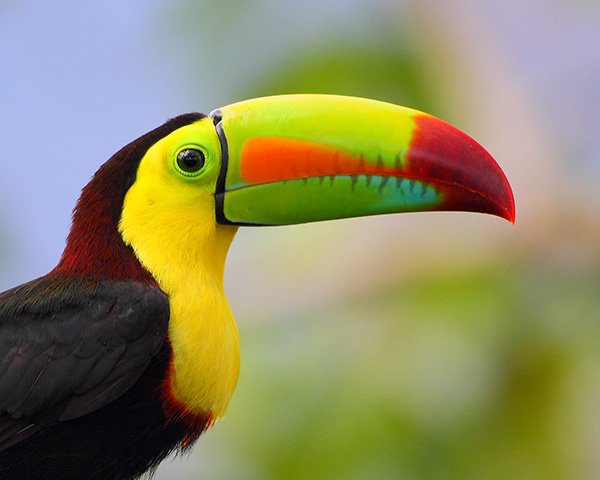 Keel-billed toucan 2. Photo by James Adams. All rights reserved.