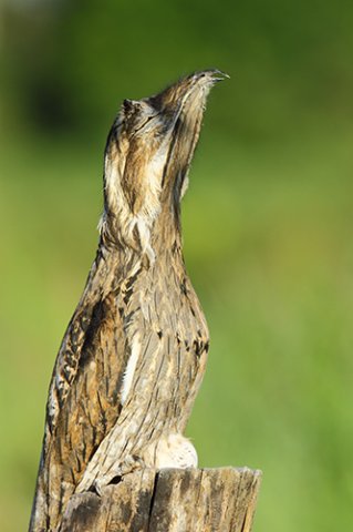 Northern potoo with egg. Photo by James Adams. All rights reserved.