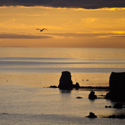Gull flying in midnight suncolours-gunnar johannesson