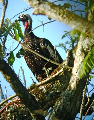 Black-fronted piping-guan. Photo by Rick Taylor. Copyright Borderland Tours. All rights reserved.