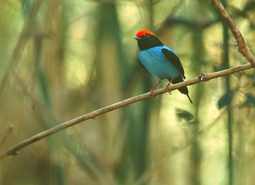 Blue manakin. Photo by Luis Segura. All rights reserved.