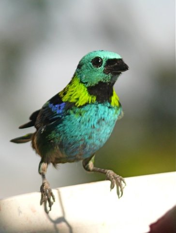 Green-headed tanager. Photo by Rick Taylor. Copyright Borderland Tours. All rights reserved.