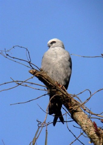 Plumbeous kite. Photo by Rick Taylor. Copyright Borderland Tours. All rights reserved.