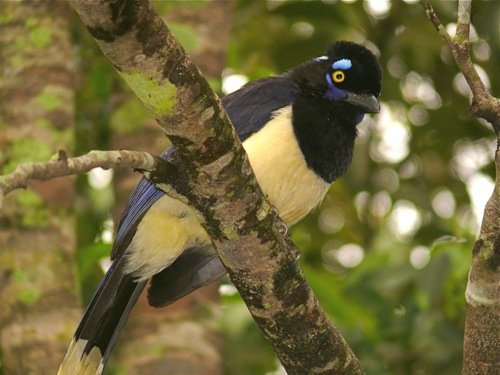 Plush-crested jay. Photo by Rick Taylor. Copyright Borderland Tours. All rights reserved.