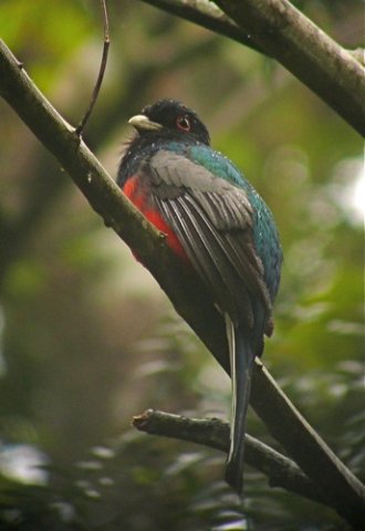 Surucua trogon. Photo by Rick Taylor. Copyright Borderland Tours. All rights reserved.