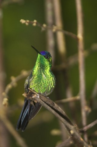 Violet-capped woodnymph. Photo by Dave Semler. All rights reserved.