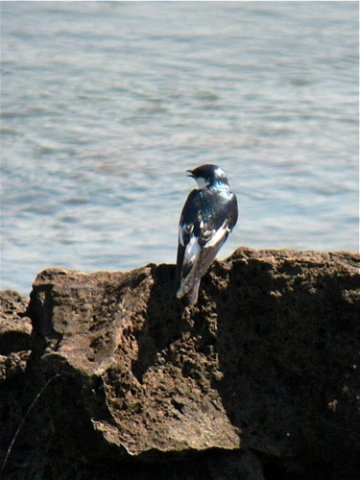 White-winged swallows. Photo by Rick Taylor. Copyright Borderland Tours. All rights reserved.