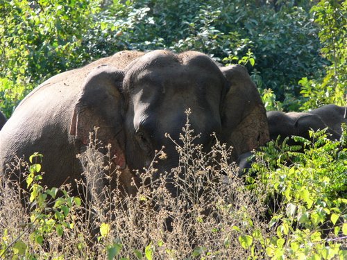 Asian elephant corbett np. Photo by Rick Taylor. Copyright Borderland Tours. All rights reserved.