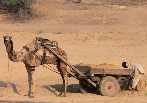 Camel wagon. Photo by Rick Taylor. Copyright Borderland Tours. All rights reserved.