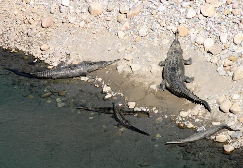 Gharials corbett np. Photo by Rick Taylor. Copyright Borderland Tours. All rights reserved.