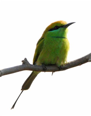 Green bee-eater. Photo by Rick Taylor. Copyright Borderland Tours. All rights reserved.