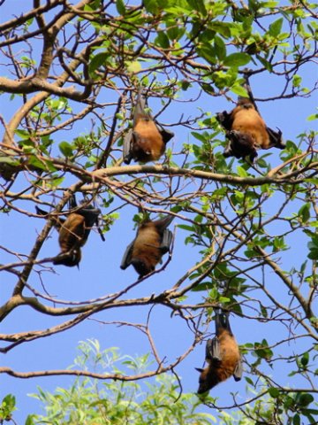 Indian flying foxes. Photo by Rick Taylor. Copyright Borderland Tours. All rights reserved.