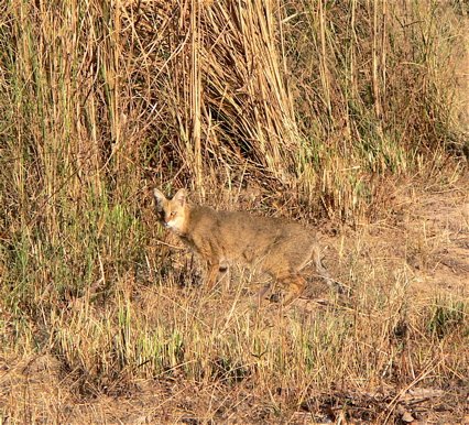 Jungle cat. Photo by Rick Taylor. Copyright Borderland Tours. All rights reserved.
