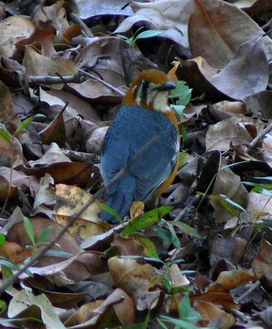 Orange-headed thrush. Photo by Rick Taylor. Copyright Borderland Tours. All rights reserved.