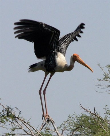 Painted stork. Photo by Rick Taylor. Copyright Borderland Tours. All rights reserved.