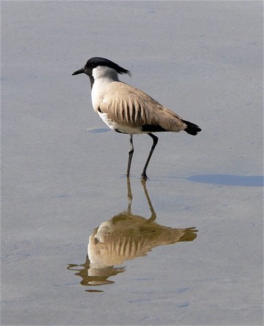 River lapwing. Photo by Rick Taylor. Copyright Borderland Tours. All rights reserved.