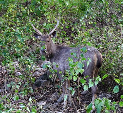 Sambar stag. Photo by Rick Taylor. Copyright Borderland Tours. All rights reserved.