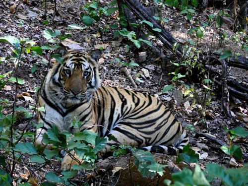 Tiger number five. Photo by Rick Taylor. Copyright Borderland Tours. All rights reserved.