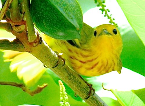 Golden- yellow warbler. Photo by Rick Taylor. Copyright Borderland Tours. All rights reserved. 