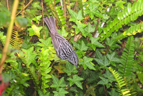 Arrow-headed warbler. Photo by Allan Sander. All rights reserved.