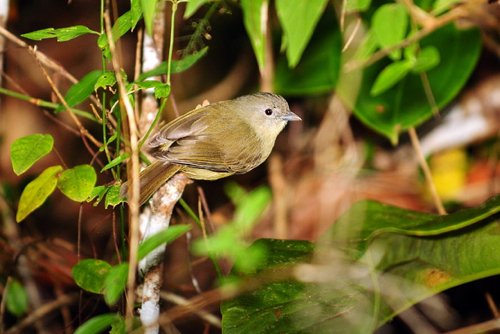 Blue mountain vireo. Photo by Allan Sander. All rights reserved.