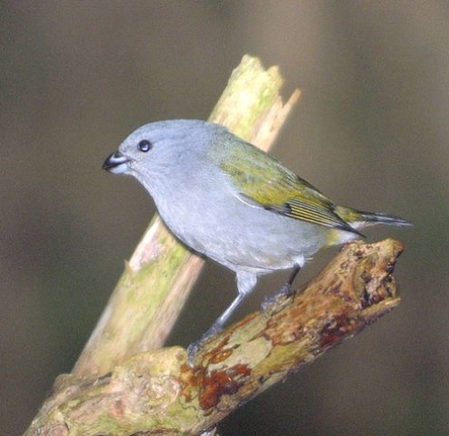Jamaican euphonia. Photo by Allan Sander. All rights reserved.