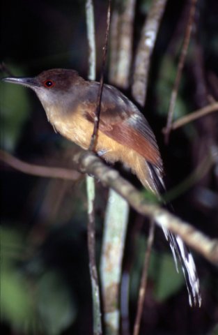 Jamaican lizard-cuckoo. Photo by Allan Sander. All rights reserved.