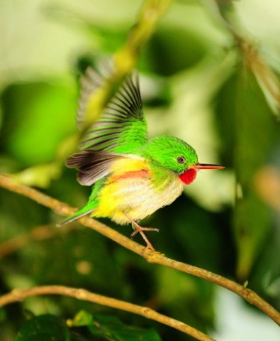 Jamaican tody taking-off. Photo by Allan Sander. All rights reserved.