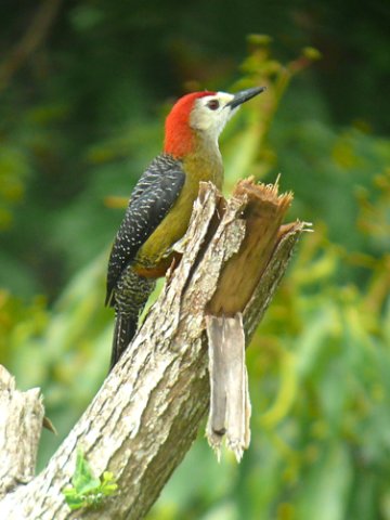 Jamaican woodpecker. Photo by Rick Taylor. Copyright Borderland Tours. All rights reserved.