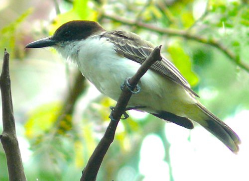 Loggerhead kingbird. Photo by Rick Taylor. Copyright Borderland Tours. All rights reserved.