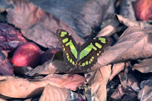 Malachite butterfly. Photo by Allan Sander. All rights reserved.
