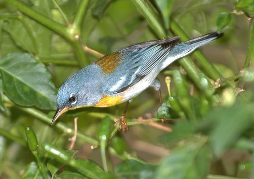 Northern parula. Photo by Allan Sander. All rights reserved.