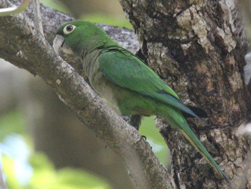 Olive-throated parakeet. Photo by Jean Halford. All rights reserved.