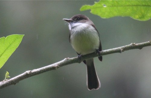 Sad flycatcher. Photo by Jean Halford. All rights reserved.