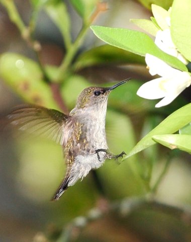 Vervain hummingbird. Photo by Allan Sander. All rights reserved.