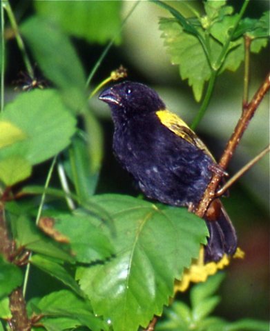 Yellow-shouldered grassquit. Photo by Allan Sander. All rights reserved.